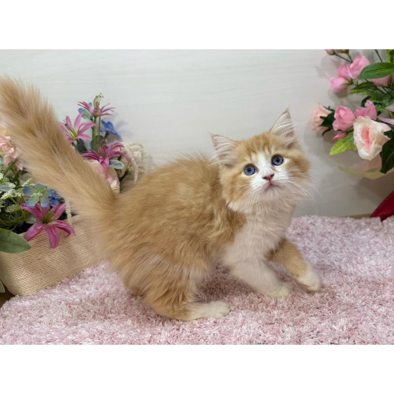 販売中の東京都のラガマフィン-130809の3枚目