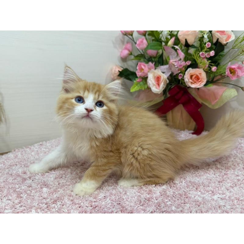 販売中の東京都のラガマフィン-130809の2枚目