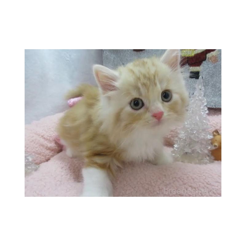 販売中の神奈川県のスコティッシュフォールド-130810の6枚目