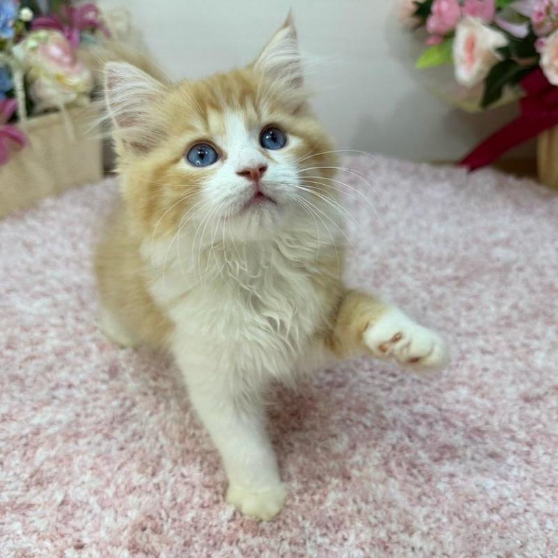 販売中の東京都のラガマフィン-130809