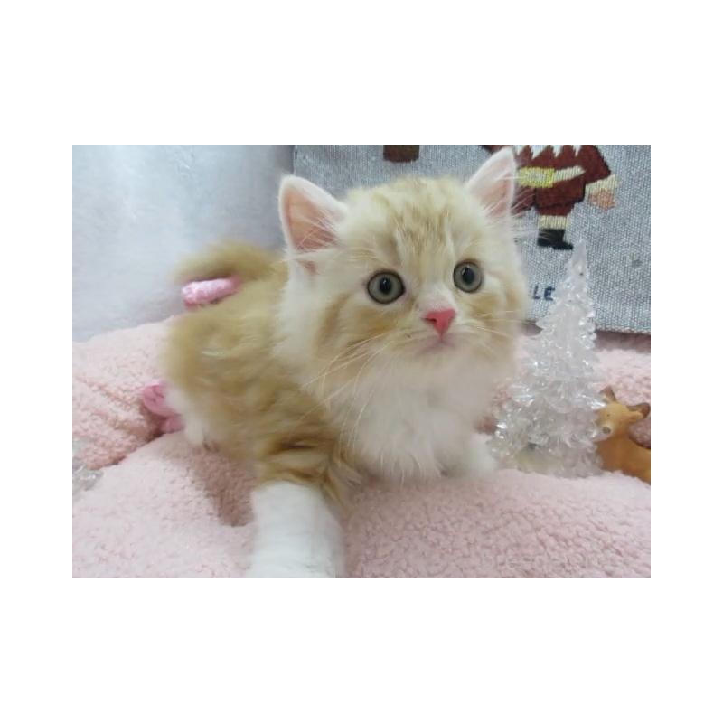 販売中の神奈川県のスコティッシュフォールド-130810の5枚目