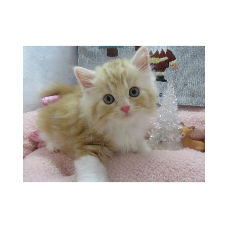 販売中の神奈川県のスコティッシュフォールド-130810の4枚目