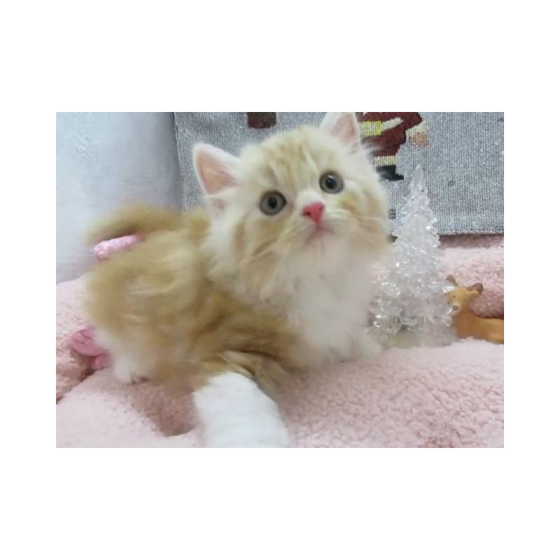 販売中の神奈川県のスコティッシュフォールド-130810の3枚目