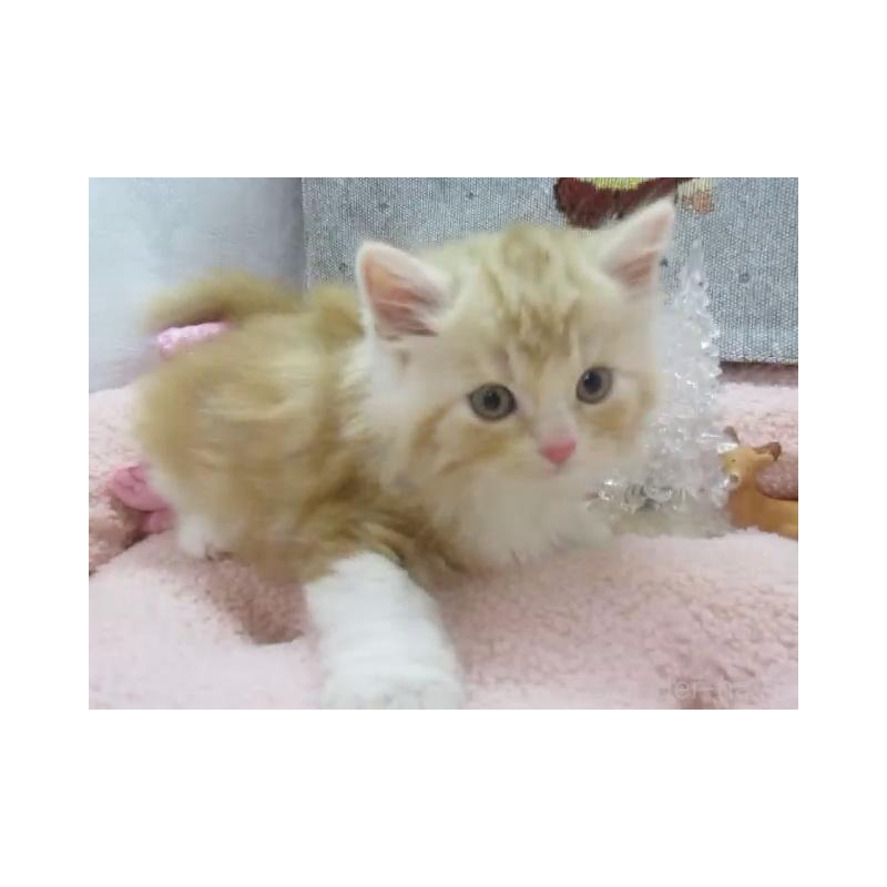 販売中の神奈川県のスコティッシュフォールド-130810の2枚目