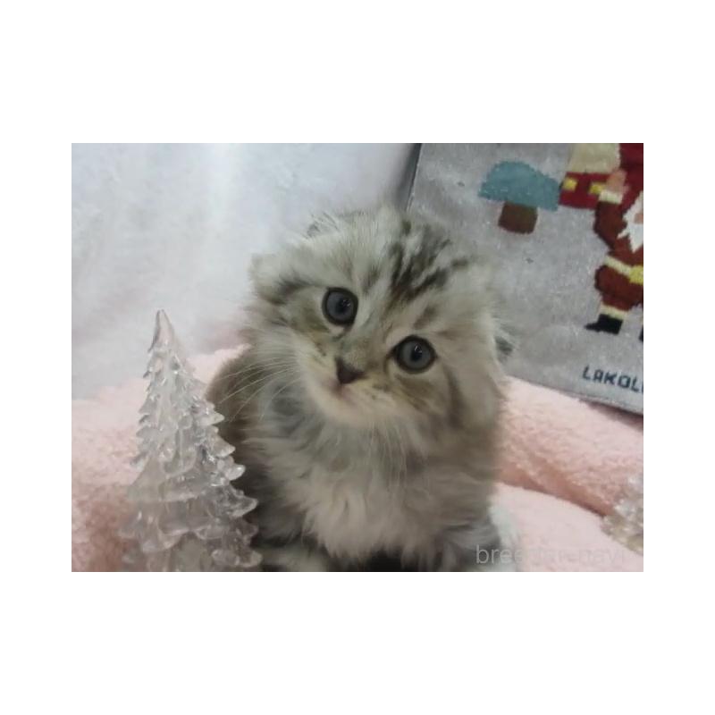 販売中の神奈川県のスコティッシュフォールド(折れ耳)-130811