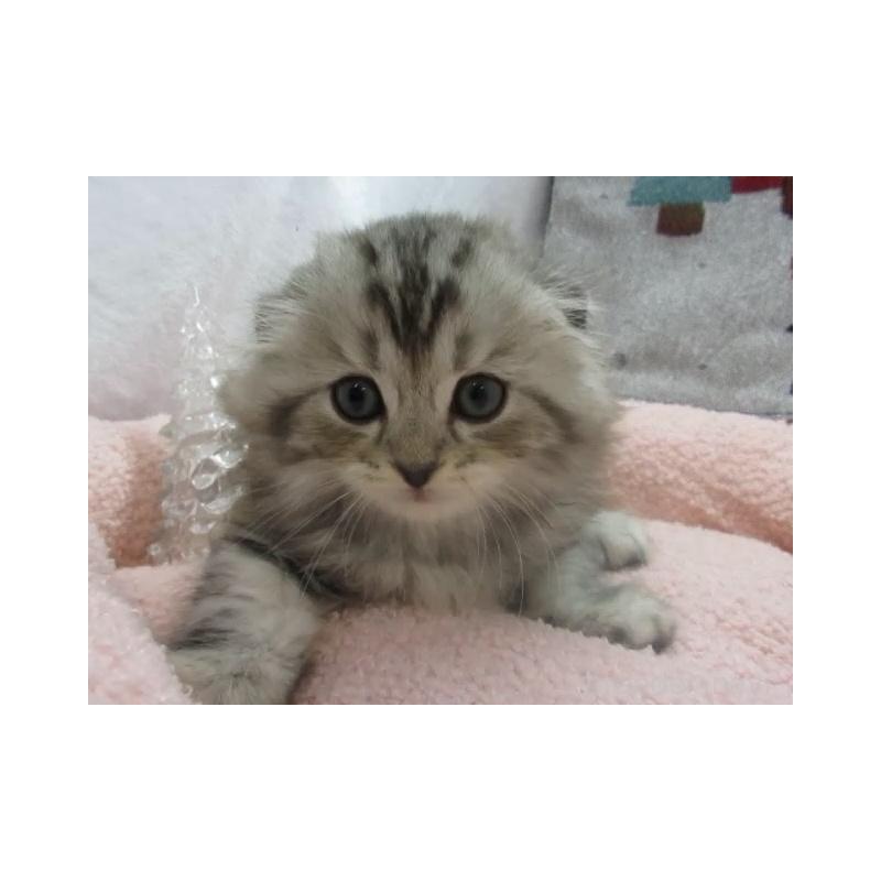 販売中の神奈川県のスコティッシュフォールド(折れ耳)-130811の6枚目