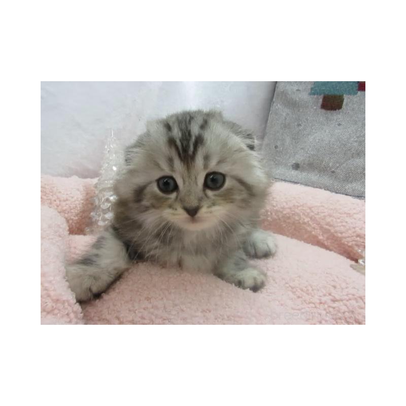 販売中の神奈川県のスコティッシュフォールド(折れ耳)-130811の5枚目