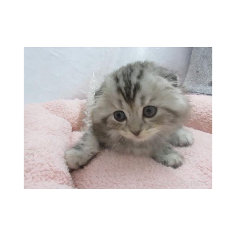 販売中の神奈川県のスコティッシュフォールド(折れ耳)-130811の4枚目