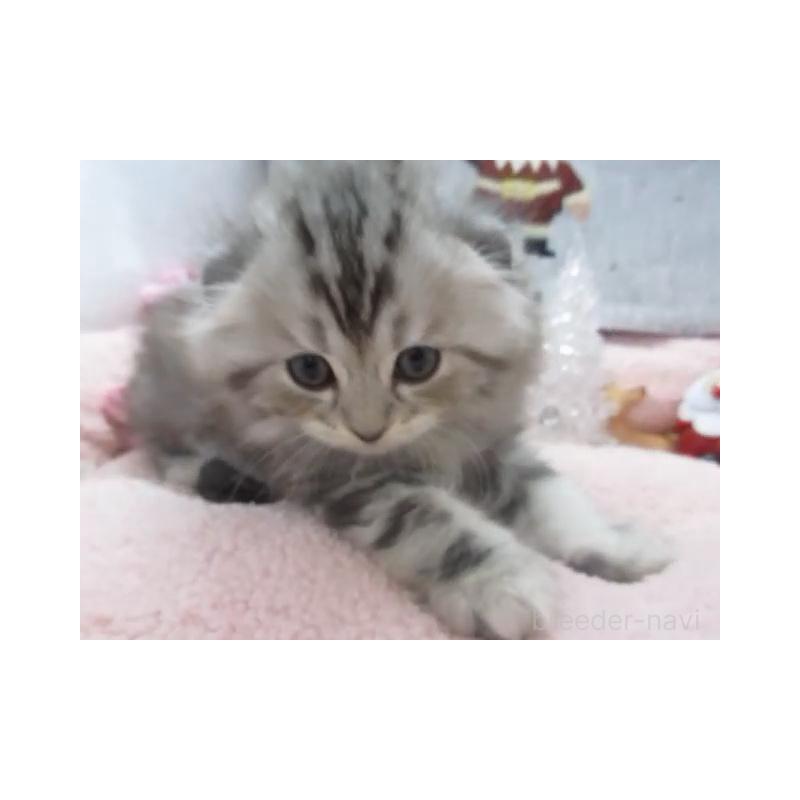 販売中の神奈川県のスコティッシュフォールド(折れ耳)-130811の3枚目