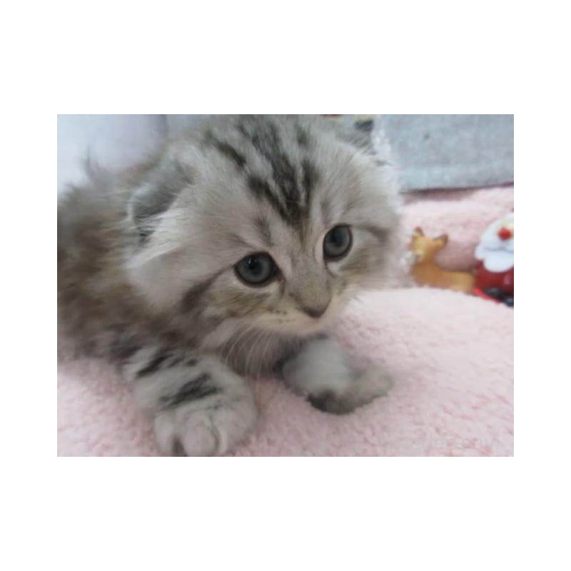 販売中の神奈川県のスコティッシュフォールド(折れ耳)-130811の2枚目