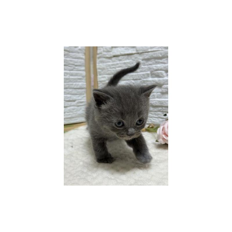 販売中の栃木県のブリティッシュショートヘア-130813の5枚目