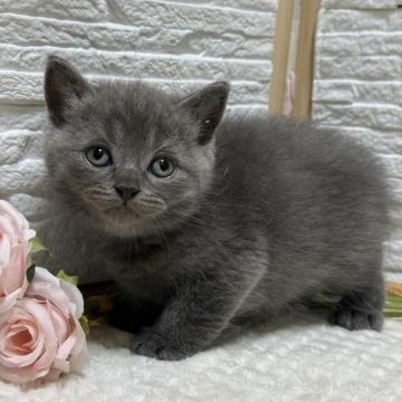 販売中の栃木県のブリティッシュショートヘア-130813の1枚目