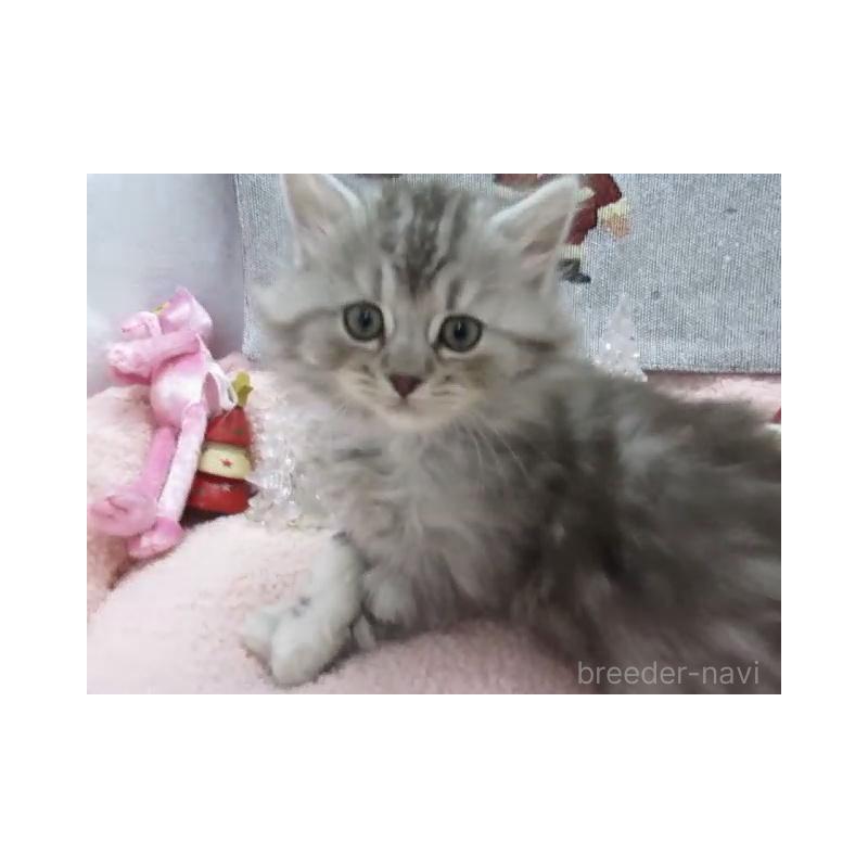 販売中の神奈川県のスコティッシュフォールド-130812