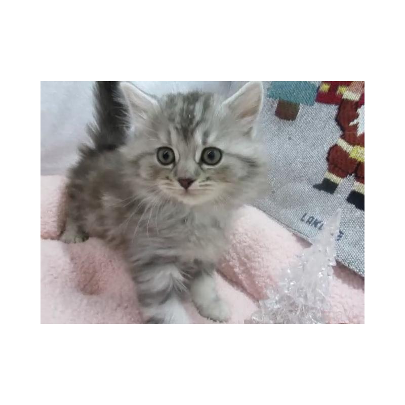 販売中の神奈川県のスコティッシュフォールド-130812の6枚目