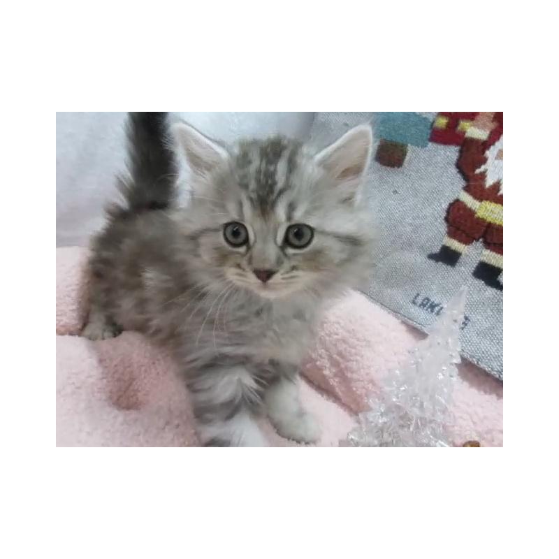 販売中の神奈川県のスコティッシュフォールド-130812の5枚目