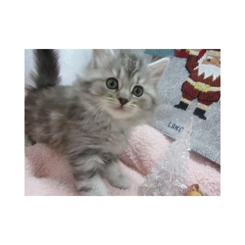 販売中の神奈川県のスコティッシュフォールド-130812の4枚目