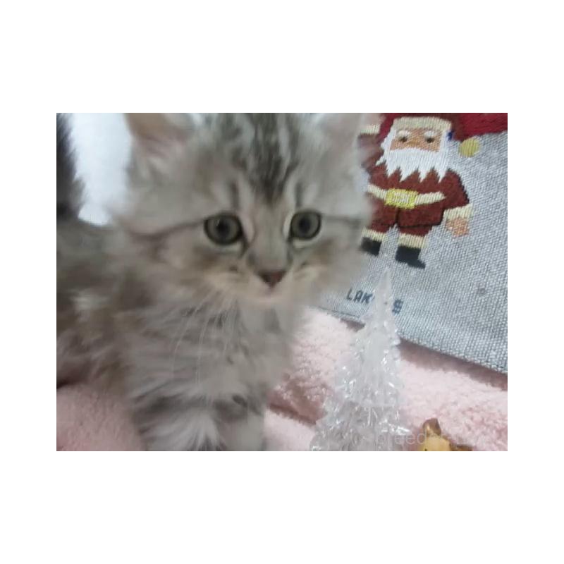 販売中の神奈川県のスコティッシュフォールド-130812の3枚目