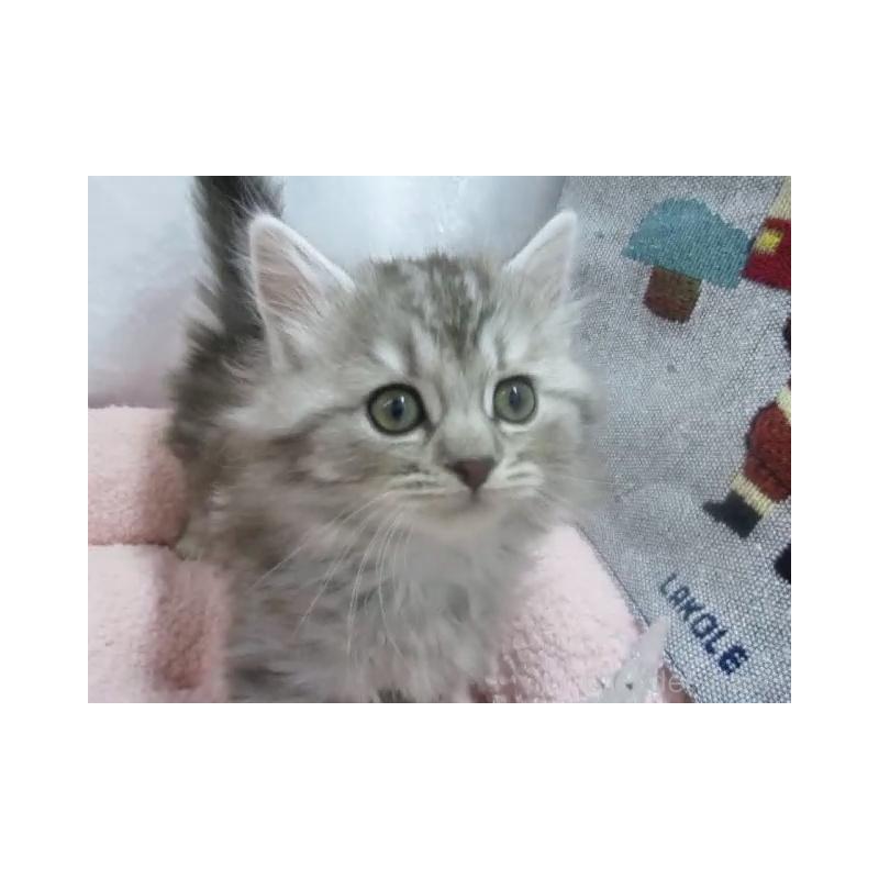 販売中の神奈川県のスコティッシュフォールド-130812の2枚目