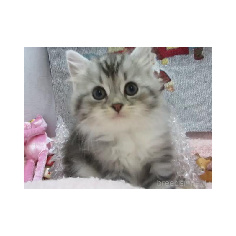 販売中の神奈川県のスコティッシュフォールド-130814