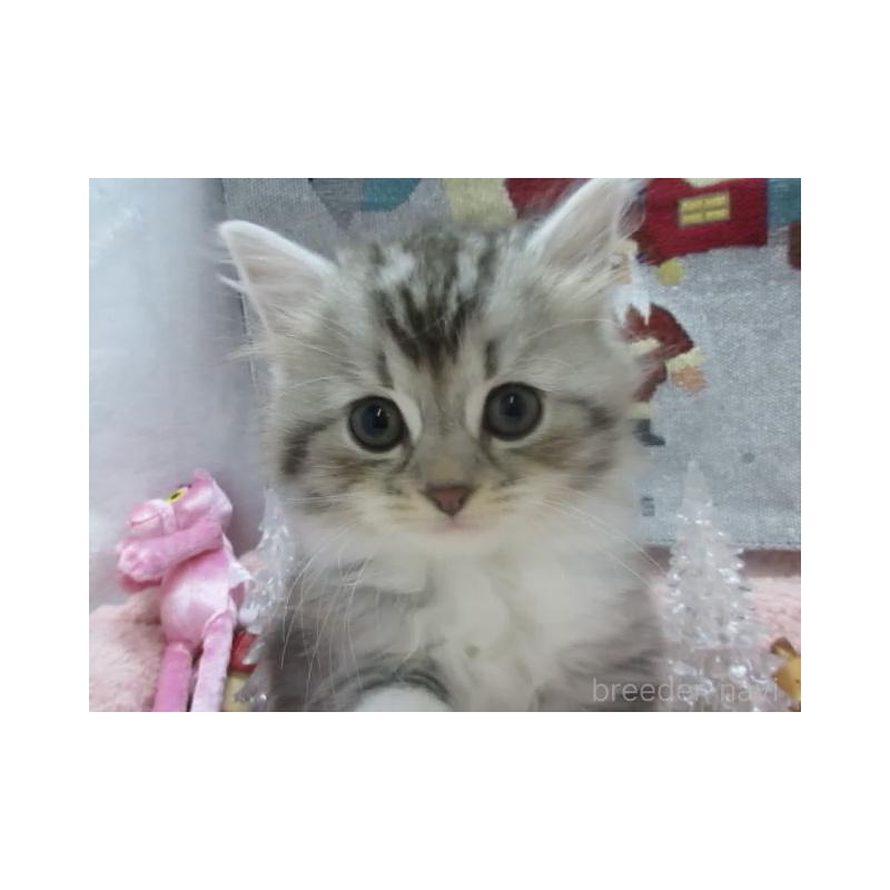 販売中の神奈川県のスコティッシュフォールド-130814の6枚目