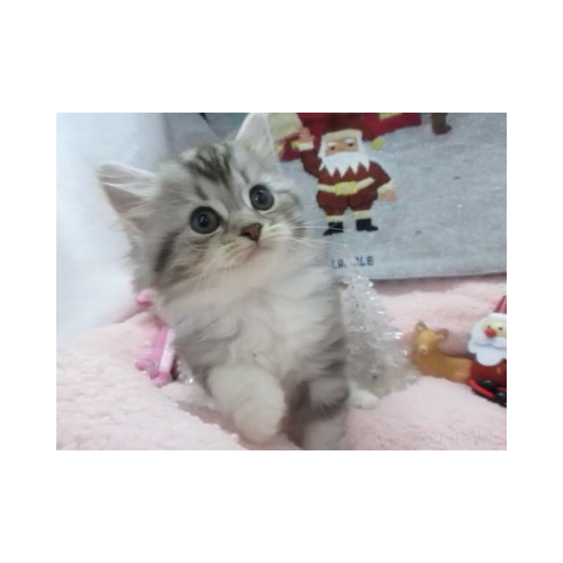 販売中の神奈川県のスコティッシュフォールド-130814の5枚目