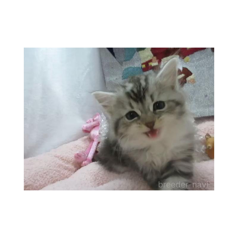 販売中の神奈川県のスコティッシュフォールド-130814の4枚目