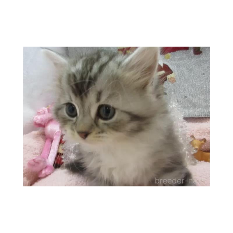 販売中の神奈川県のスコティッシュフォールド-130814の3枚目