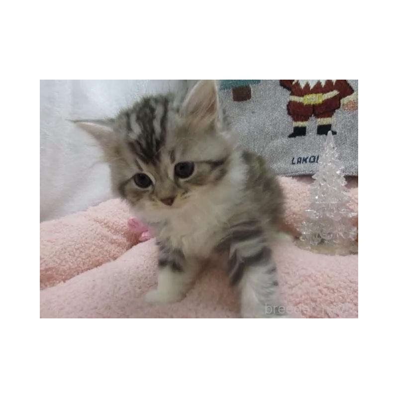 販売中の神奈川県のスコティッシュフォールド-130814の2枚目