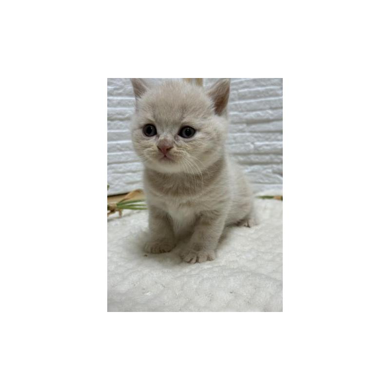 販売中の栃木県のブリティッシュショートヘア-130815の6枚目