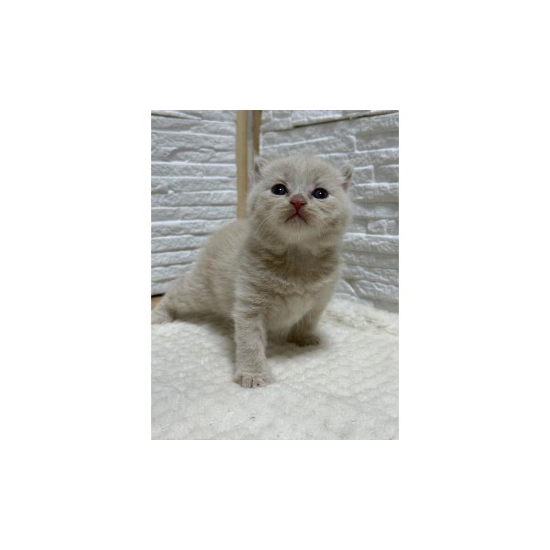 販売中の栃木県のブリティッシュショートヘア-130815の4枚目