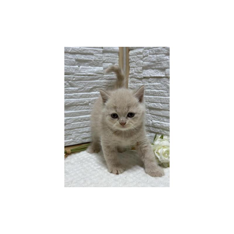 販売中の栃木県のブリティッシュショートヘア-130815の5枚目