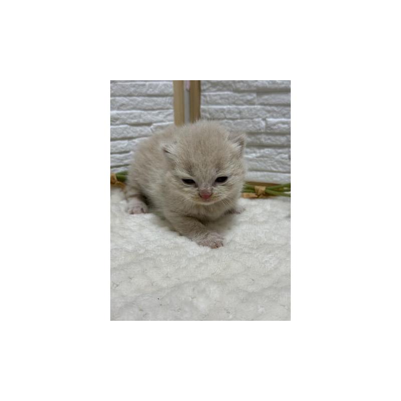 販売中の栃木県のブリティッシュショートヘア-130815の3枚目