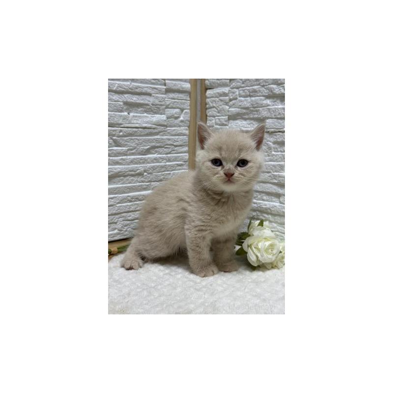 販売中の栃木県のブリティッシュショートヘア-130815の2枚目