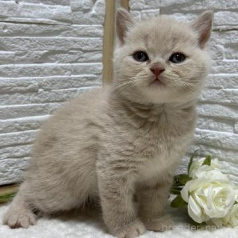 販売中の栃木県のブリティッシュショートヘア-130815