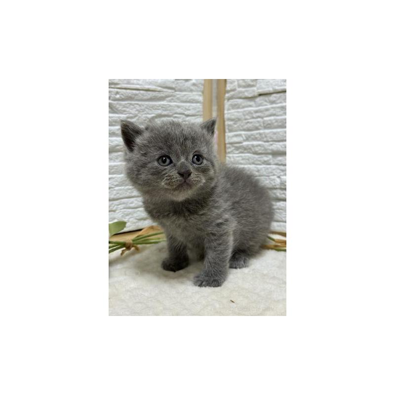 販売中の栃木県のブリティッシュショートヘア-130816の6枚目