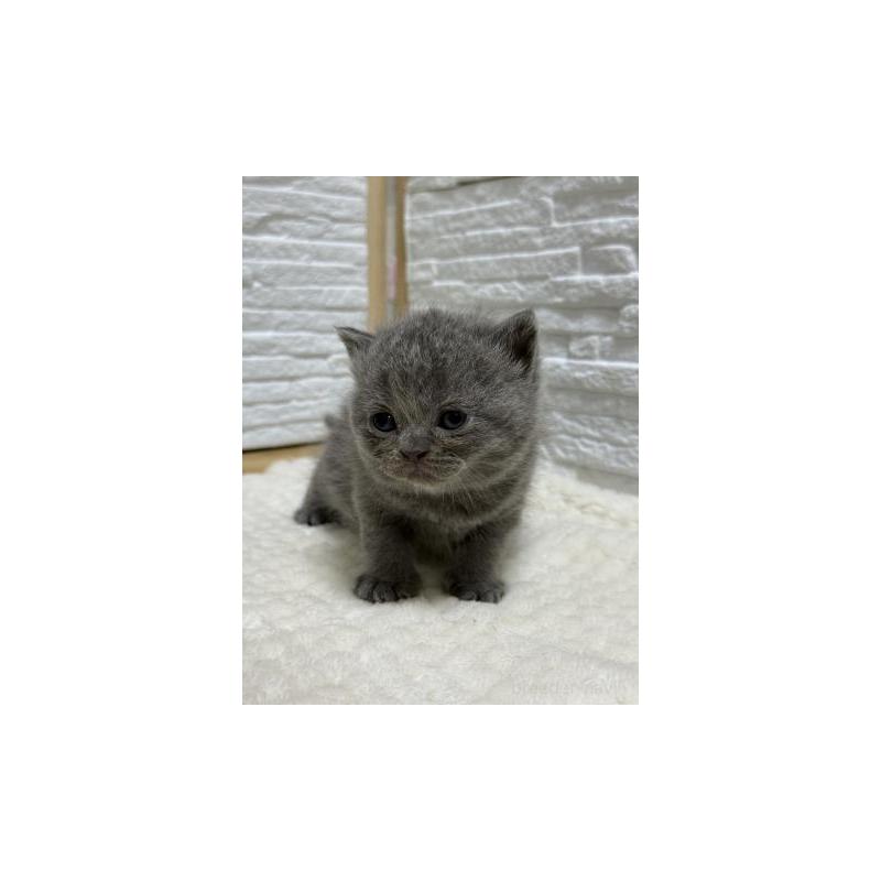 販売中の栃木県のブリティッシュショートヘア-130816の5枚目