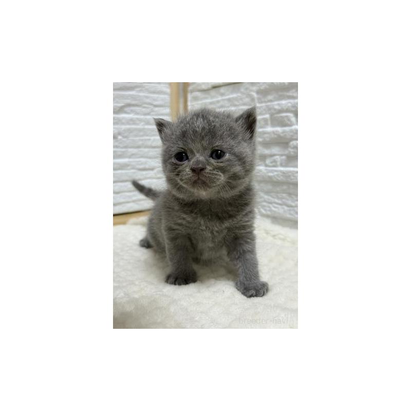 販売中の栃木県のブリティッシュショートヘア-130816の4枚目