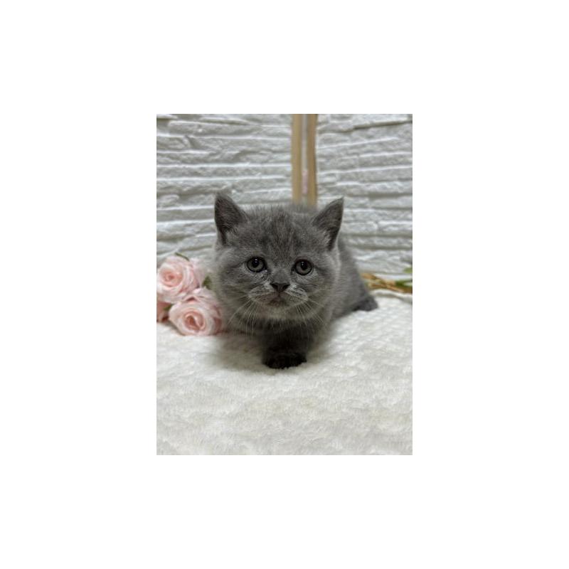 販売中の栃木県のブリティッシュショートヘア-130816の2枚目