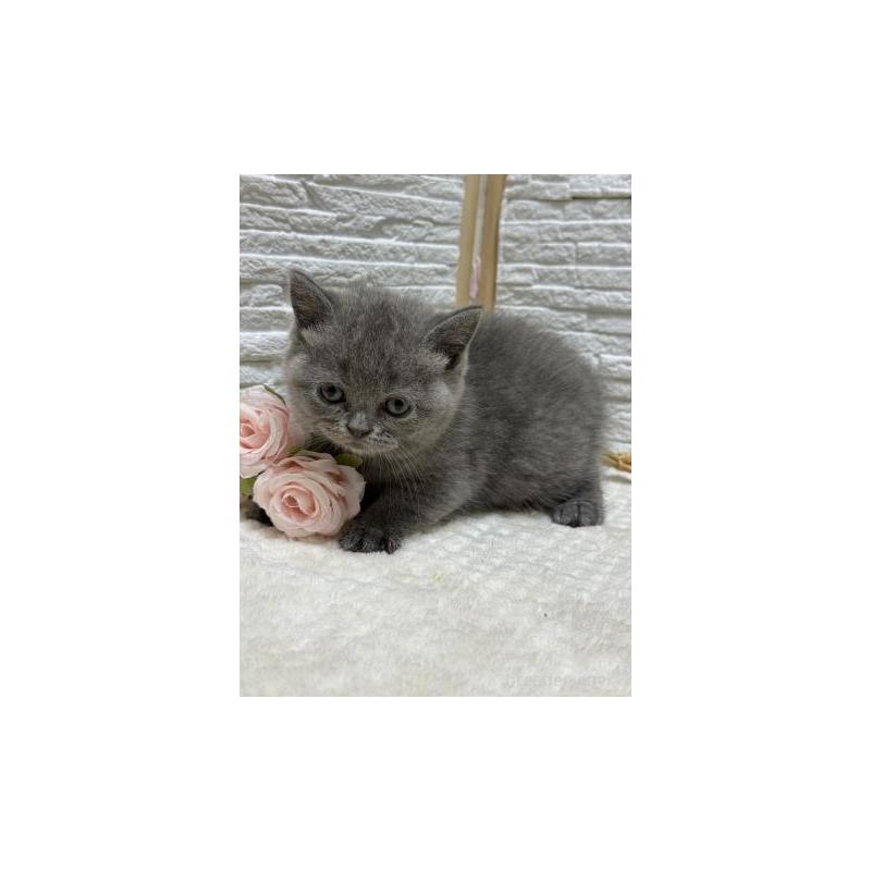 販売中の栃木県のブリティッシュショートヘア-130816の3枚目