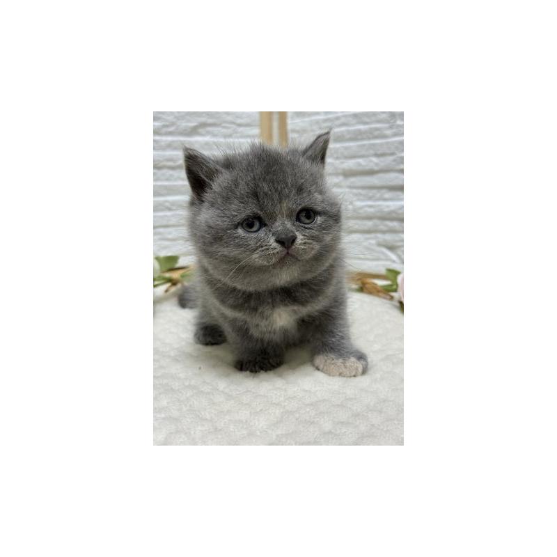 販売中の栃木県のブリティッシュショートヘア-130817の6枚目