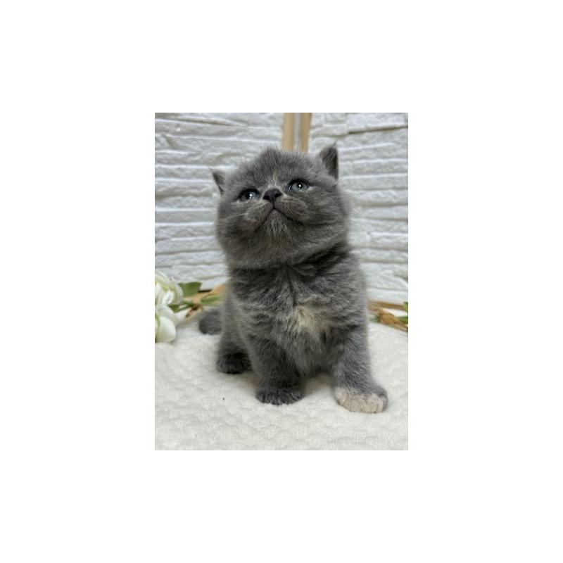 販売中の栃木県のブリティッシュショートヘア-130817の5枚目