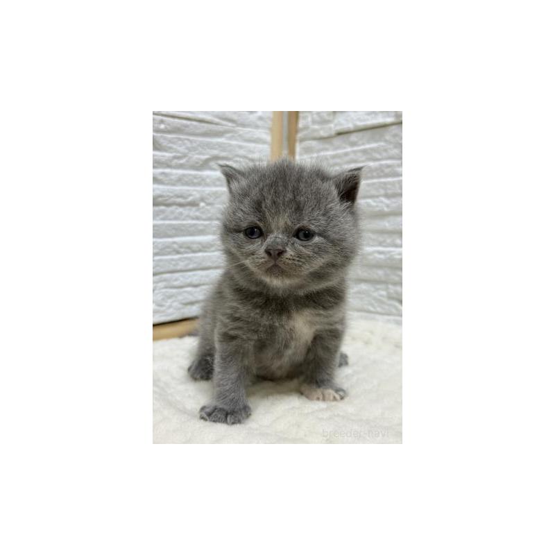 販売中の栃木県のブリティッシュショートヘア-130817の3枚目