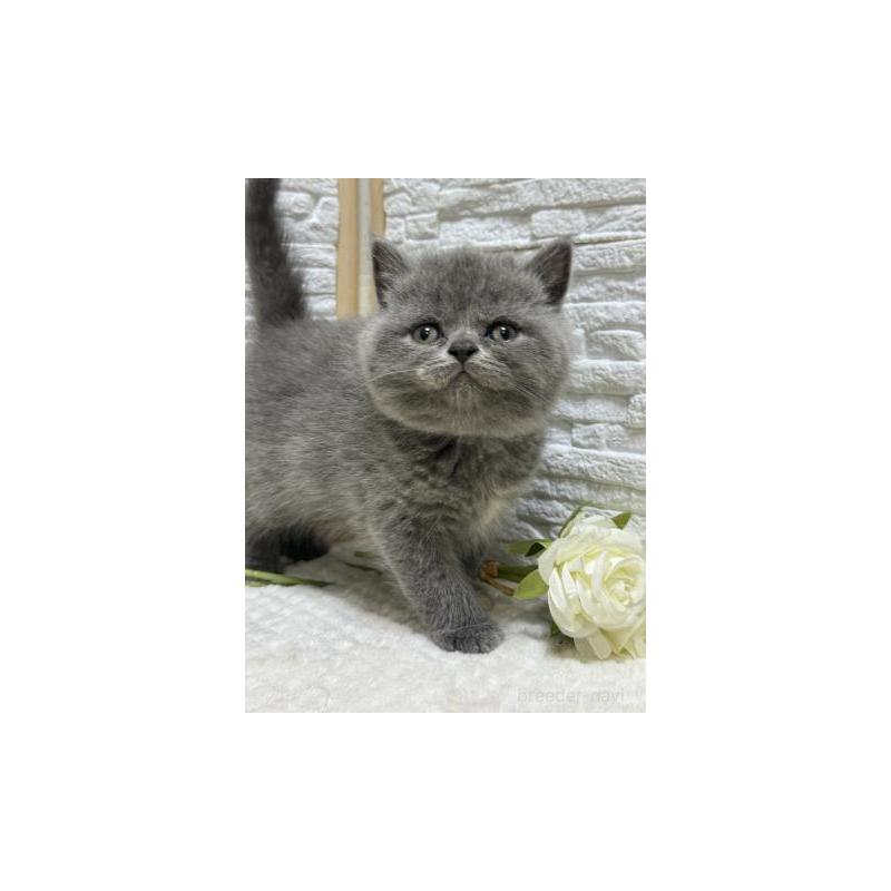 販売中の栃木県のブリティッシュショートヘア-130817の4枚目