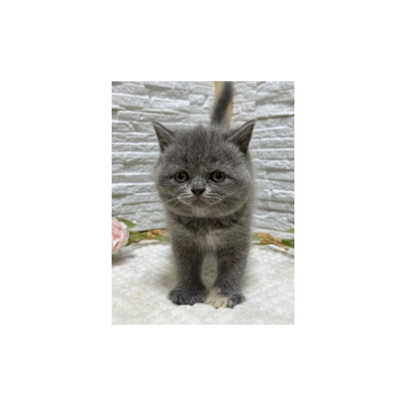 販売中の栃木県のブリティッシュショートヘア-130817の2枚目