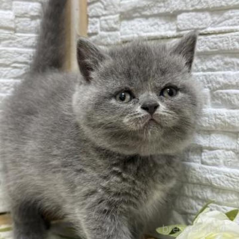 販売中の栃木県のブリティッシュショートヘア-130817の1枚目