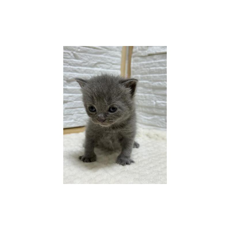 販売中の栃木県のブリティッシュショートヘア-130819の3枚目