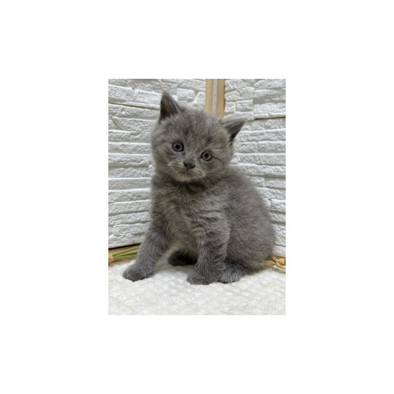 販売中の栃木県のブリティッシュショートヘア-130819の4枚目