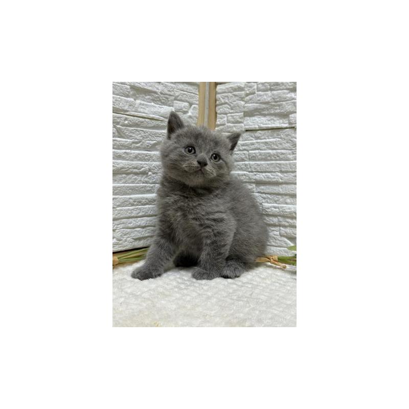 販売中の栃木県のブリティッシュショートヘア-130819の2枚目