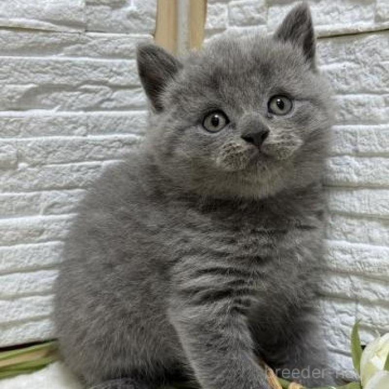 販売中の栃木県のブリティッシュショートヘア-130819