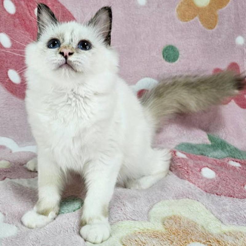 販売中の東京都のバーマン-130820の6枚目